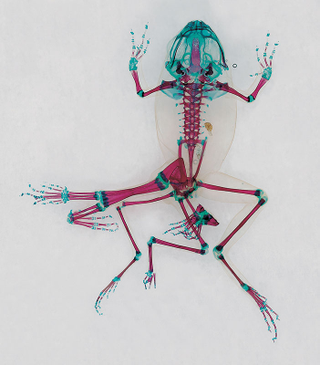 Illustration for article titled These unbelievable monsters with seven legs are actually real frogs